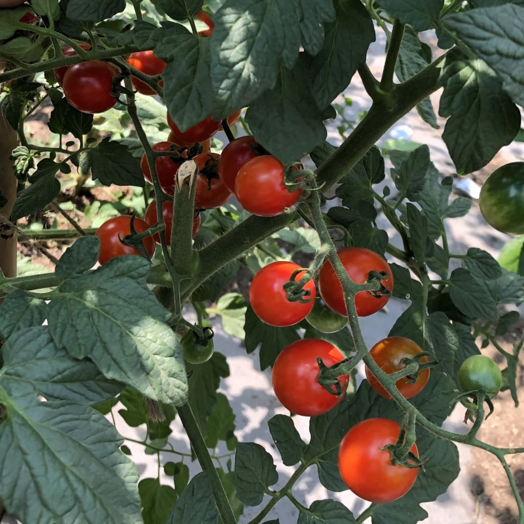 Seeds For Be My Baby Tomato Solanum Lycopersicum Amkha Seed