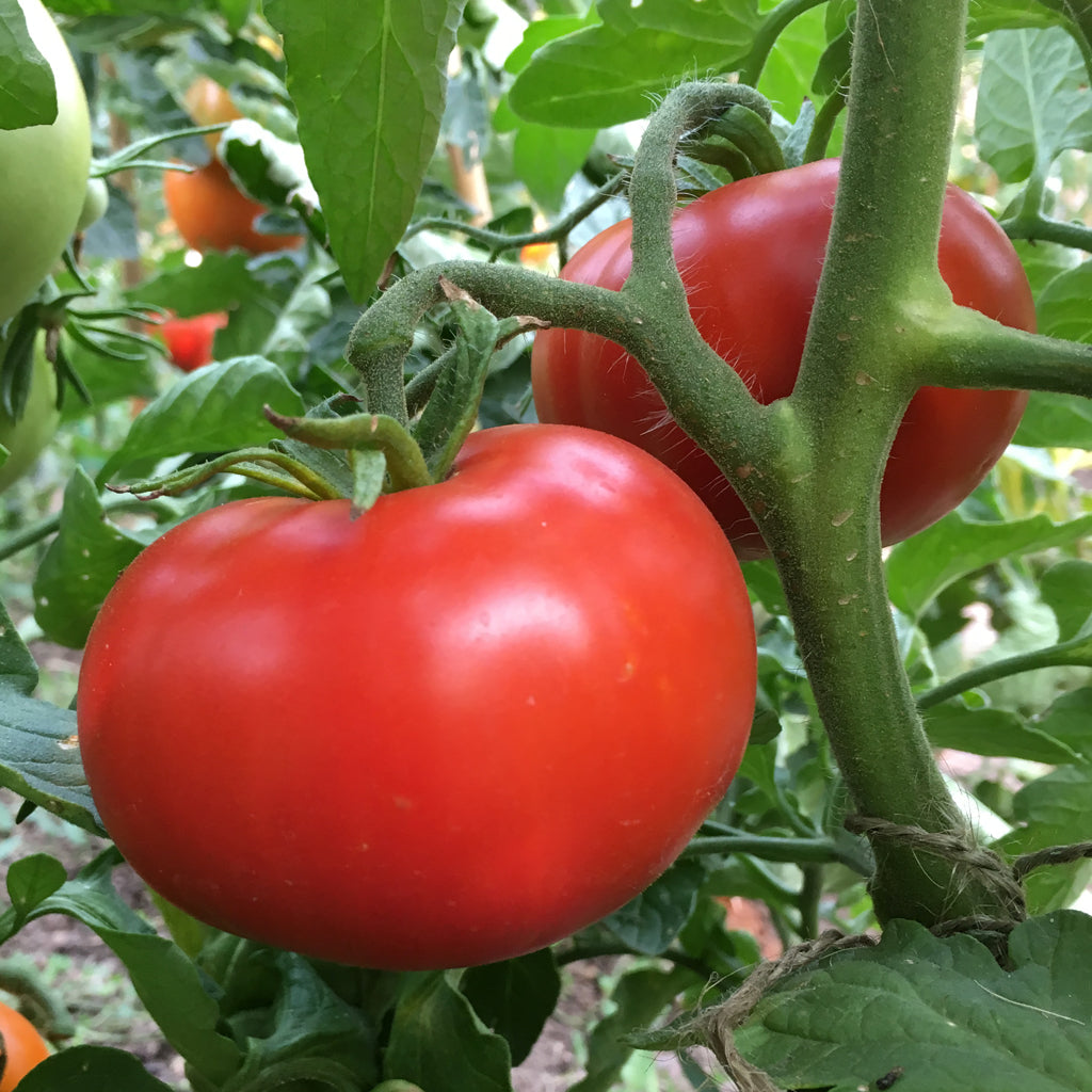 Growing Tomatoes, The Basics – Amkha Seed