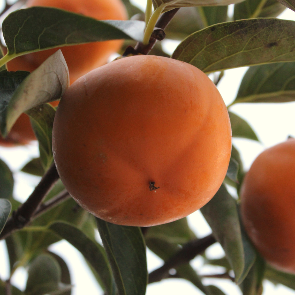 DIOSPYROS KAKI 'PENDULA'. Weeping Japanese Persimmon Fruit. |  thepalmtreecompany