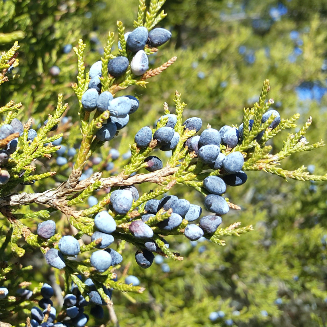 juniperus virginiana