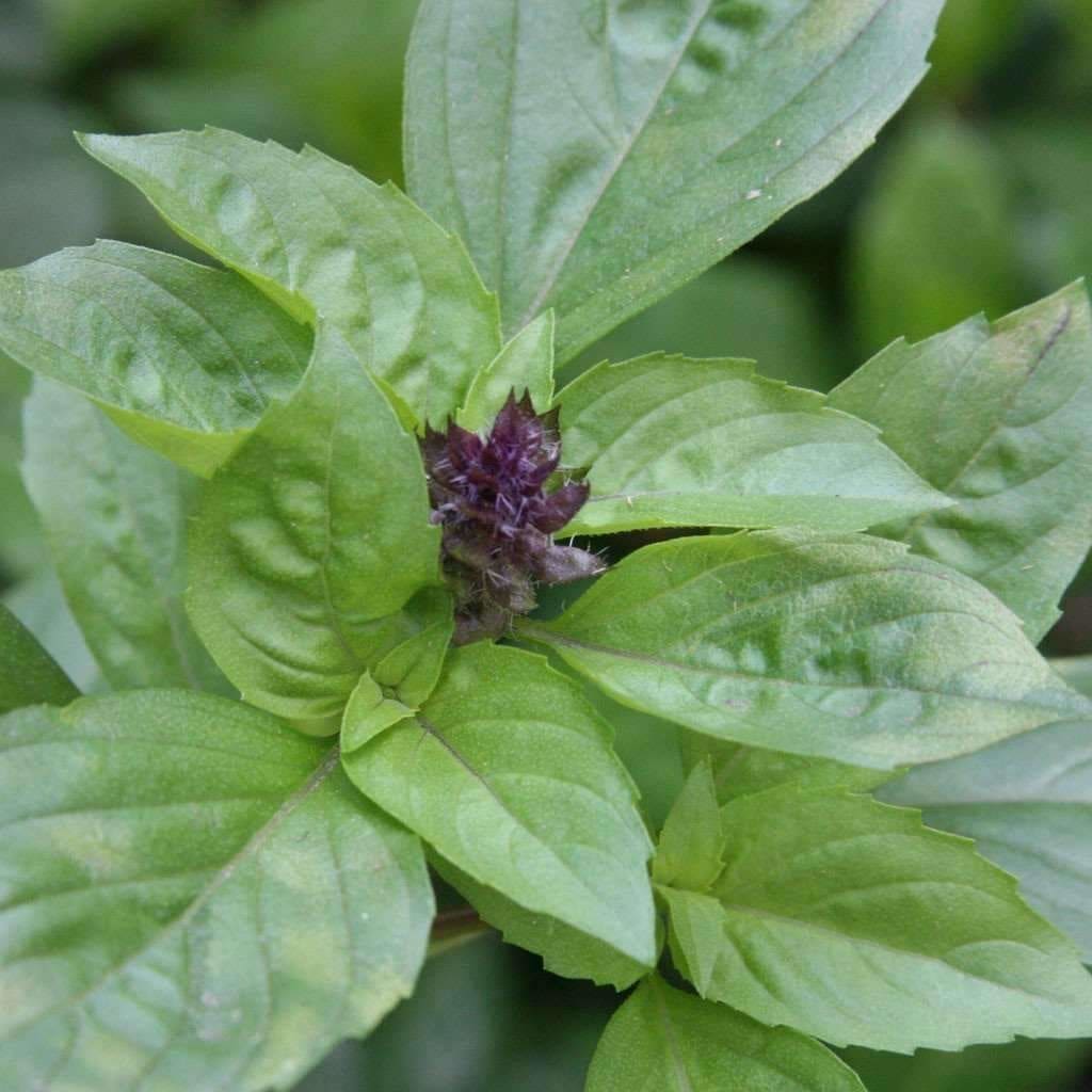 Seeds for Cinnamon Basil Ocimum basilicum Amkha Seed