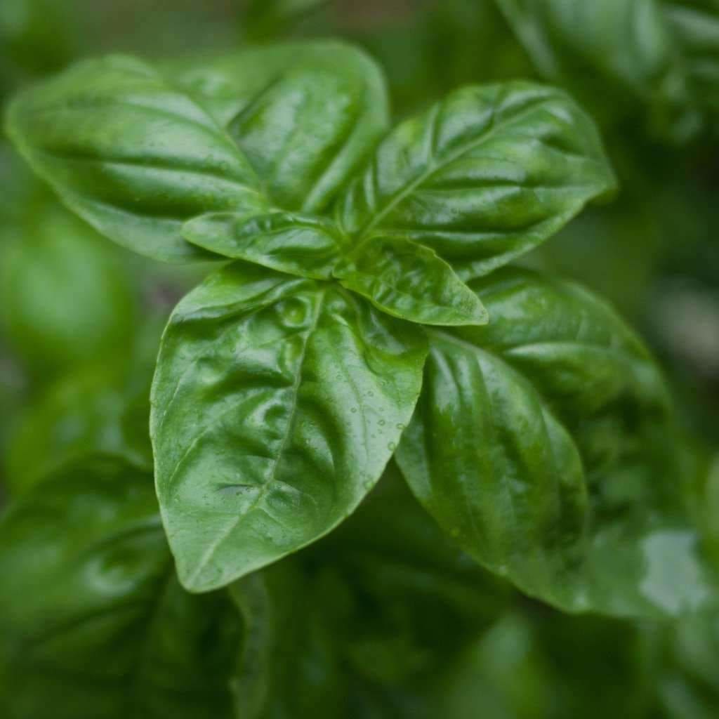 Basil Italian Large Leaf Ocimum Basilicum