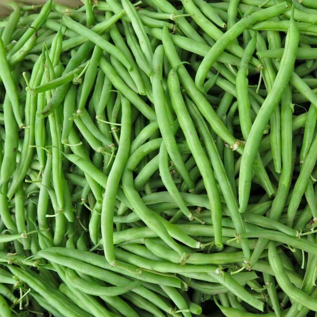 field green bean plants