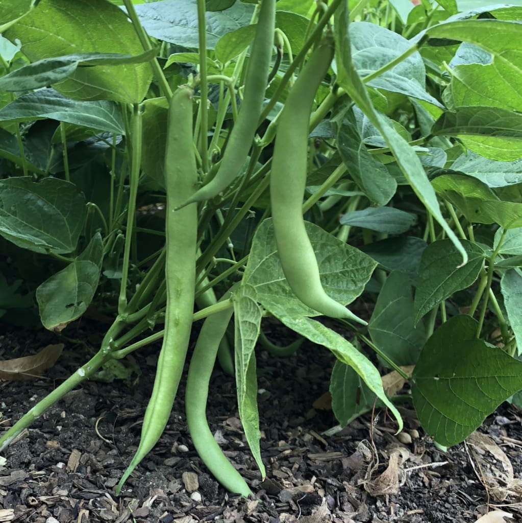snap beans plant