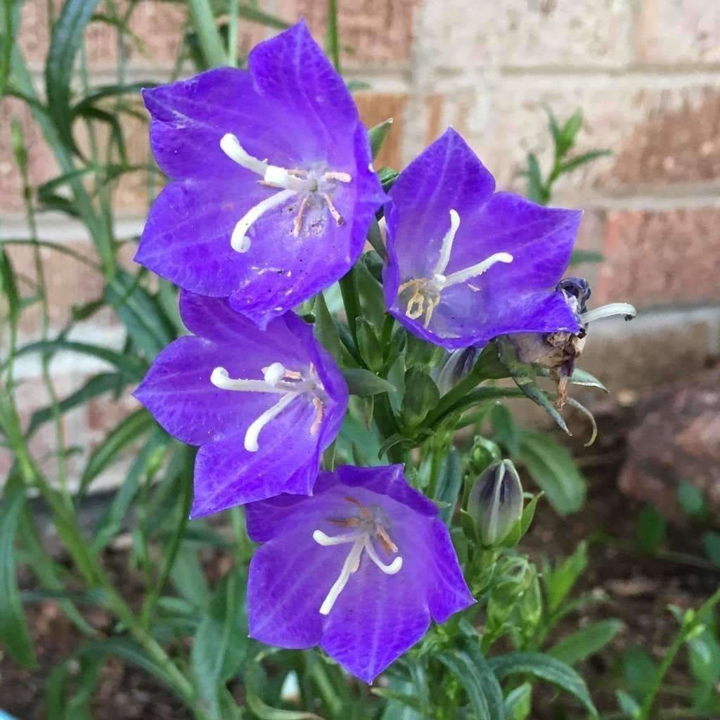 Bellflower Blue Flower Seeds campanula Carpatica Blue 