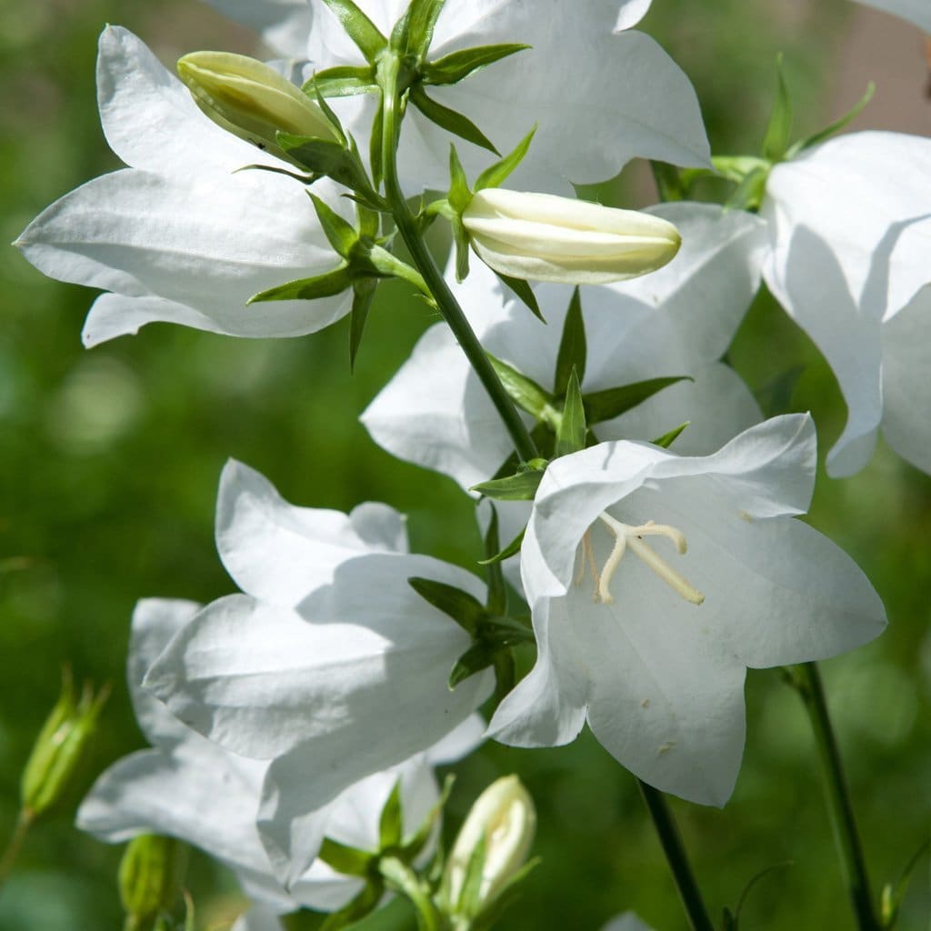 Campanula poisonous best sale to dogs