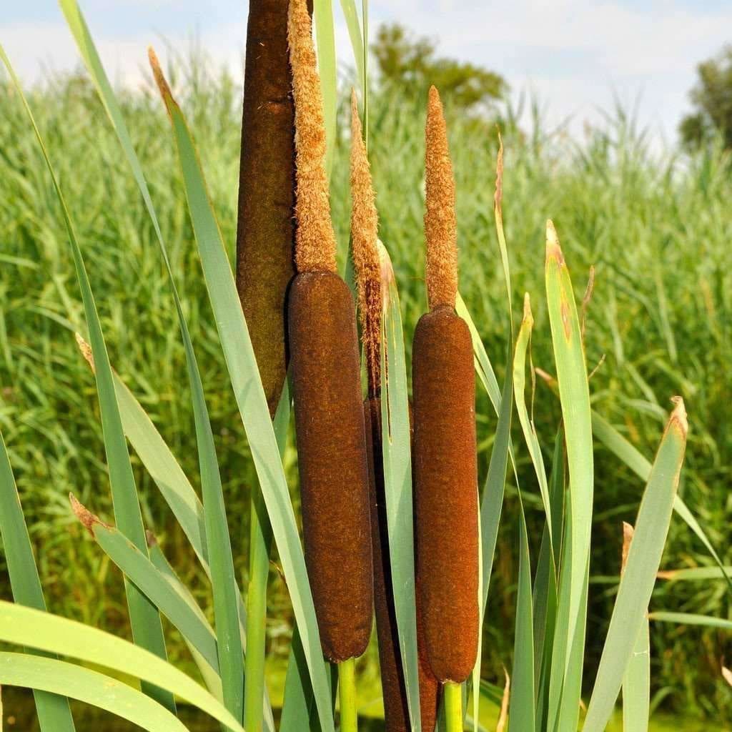 cattail plant