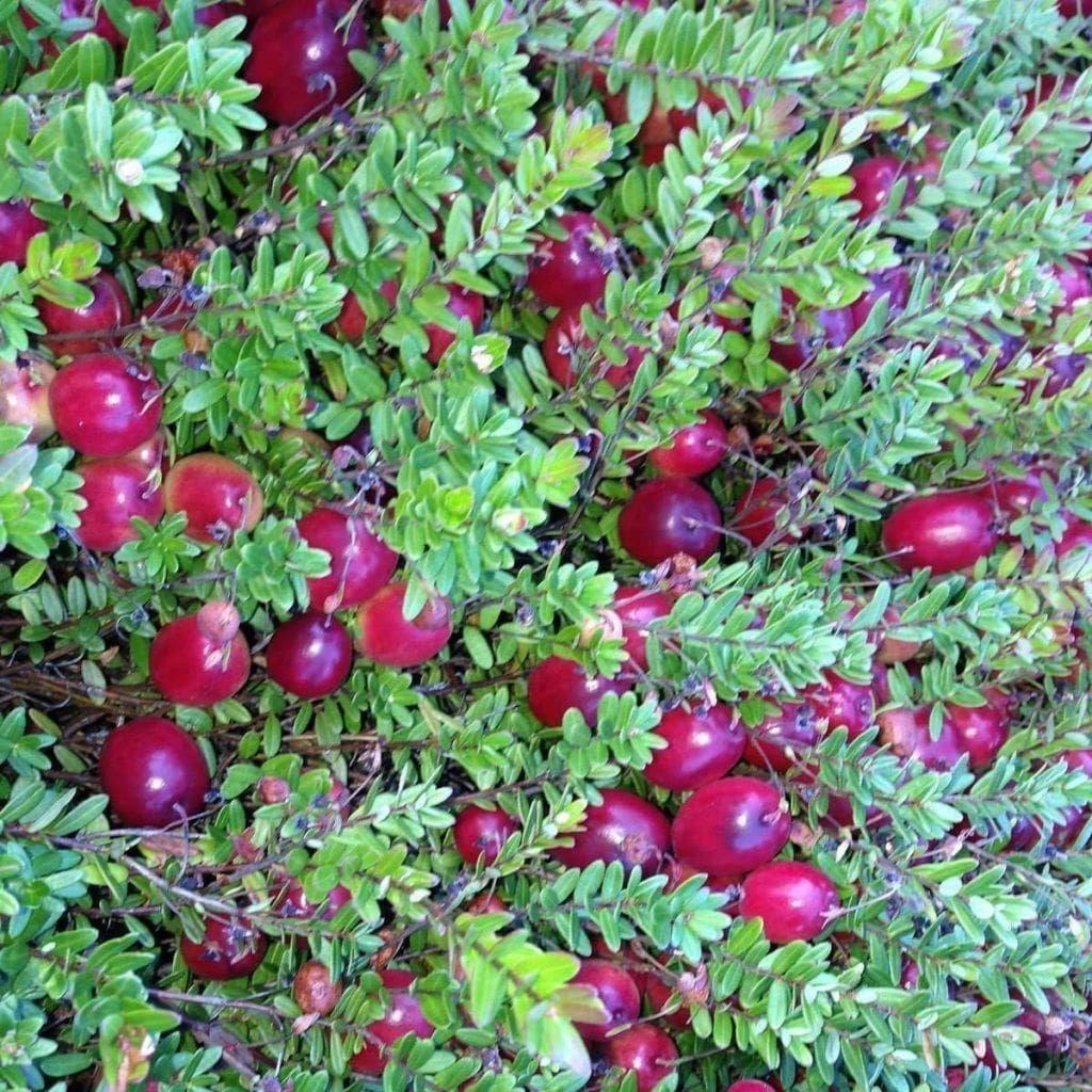 Cranberry, Plant, Fruit, Description, Cultivation, Facts, & Species