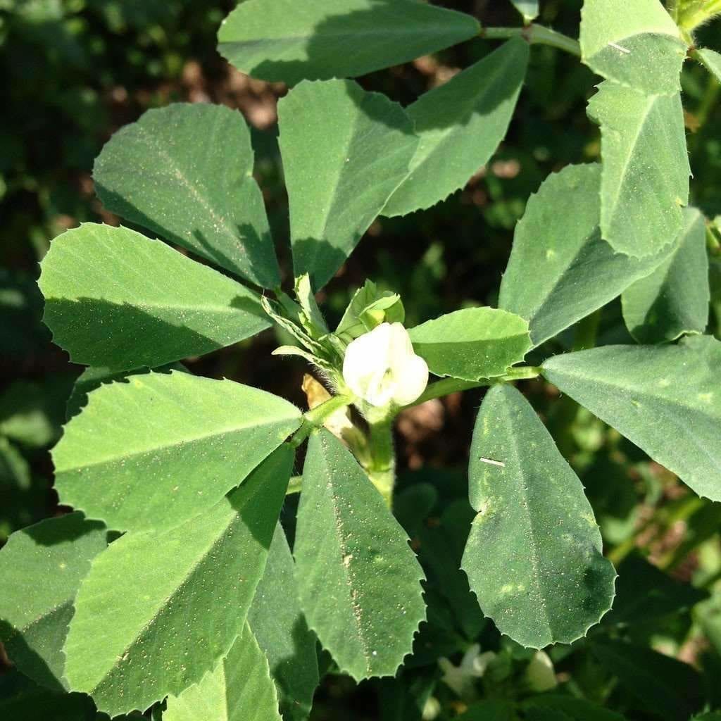 Fenugrec 45g - (Trigonella foenum graecum)) - graine