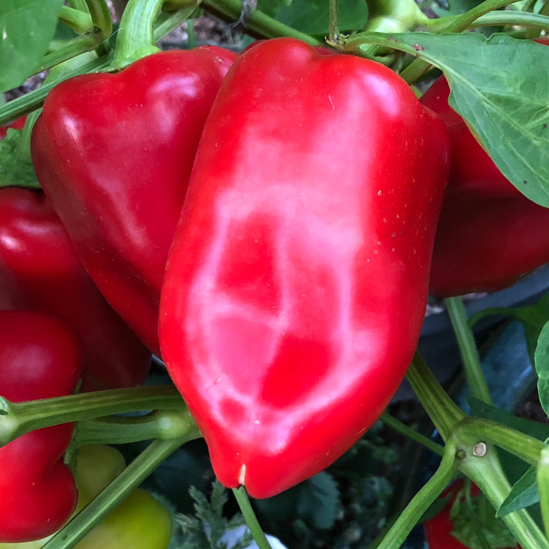 Little Bells Sweet Pepper Organic Seeds - 25 Seeds