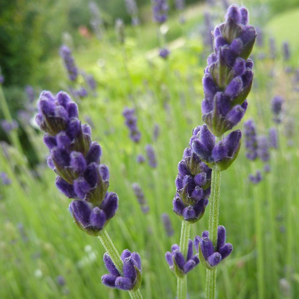 Live Lavender Plant 