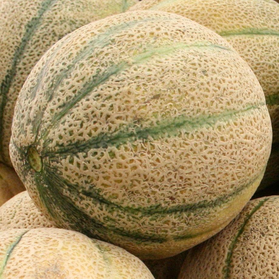 Jumbo Honeydew Melon