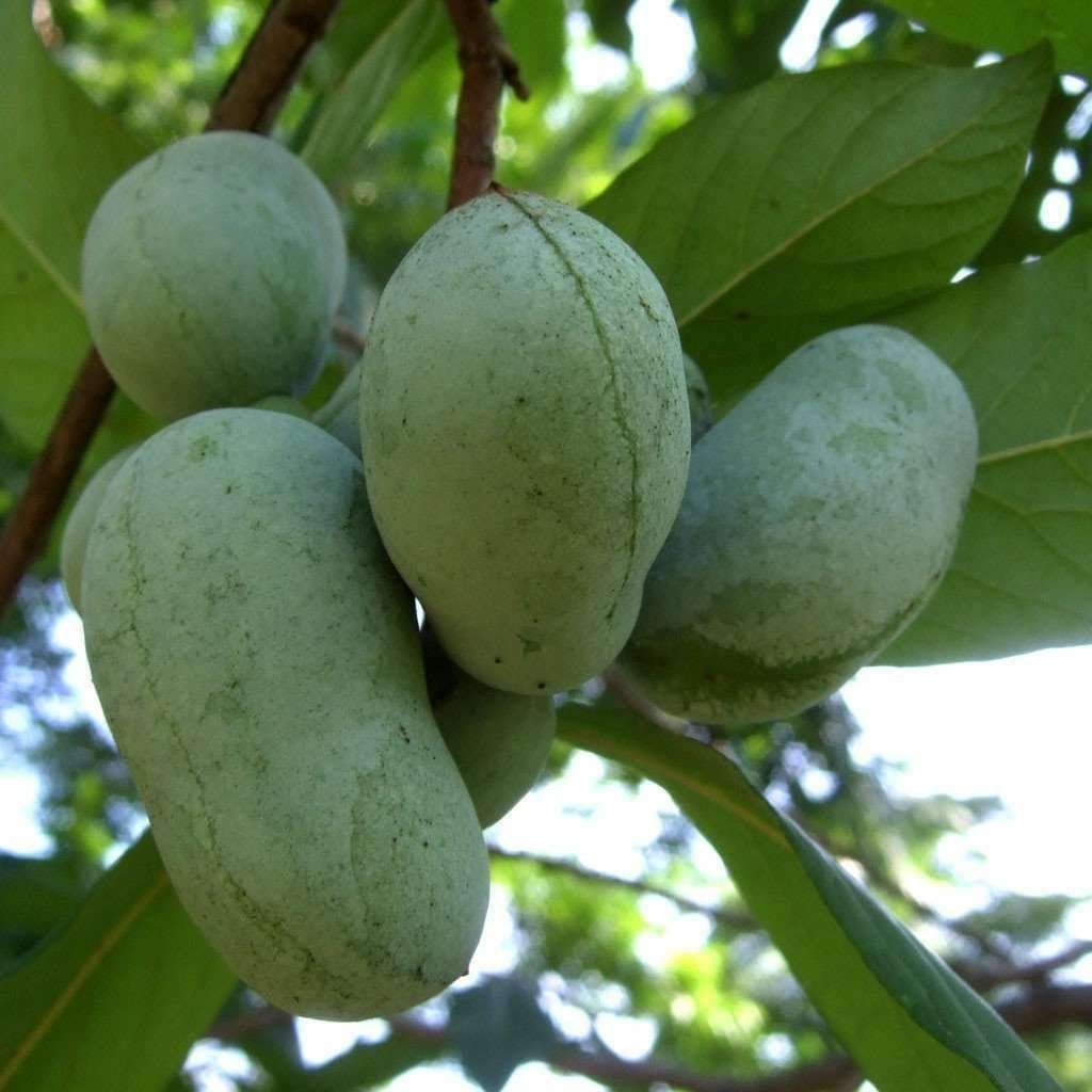 Seeds for Pawpaw | Asimina triloba | Amkha Seed