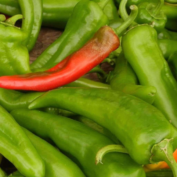 Seeds for Anaheim Pepper | Capsicum annum | Amkha Seed
