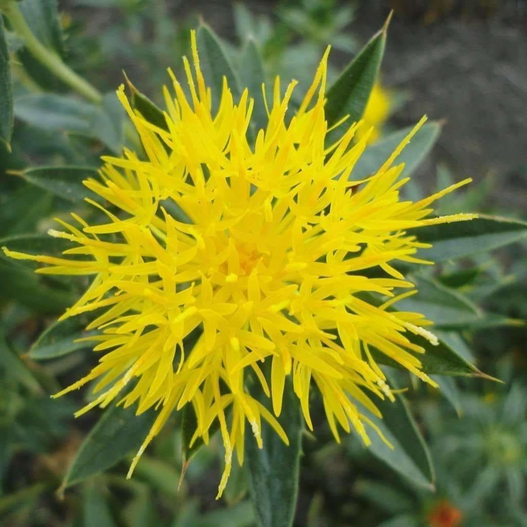 Safflower characteristics and uses