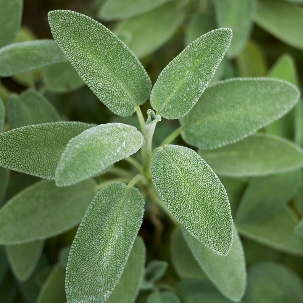 Garden sage - Salvia officinalis, Plants