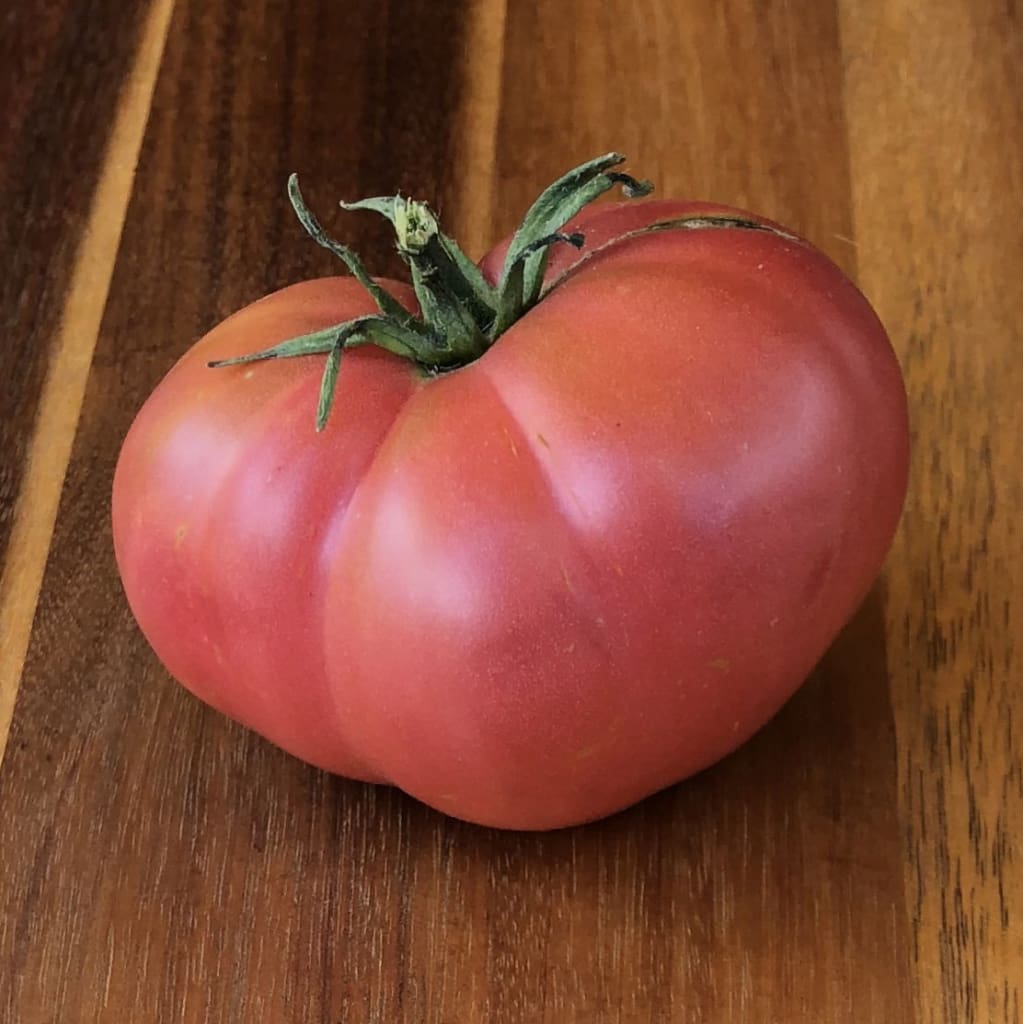 Pink Brandywine Tomato (Solanum lycopersicum)