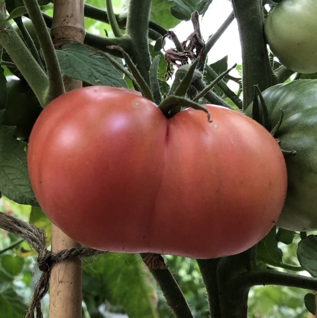  Pink Brandywine Beefsteak Tomato Seeds for Planting
