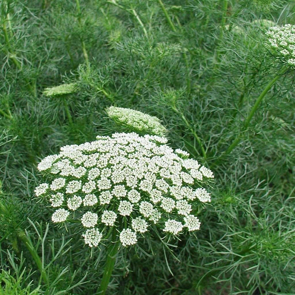 Toothpick Plant - (Ammi Visnaga) Seeds